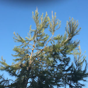 Meet your Posher, Nico